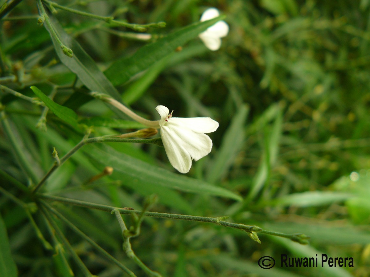 Rhinacanthus flavovirens Amaras. & Wijes.